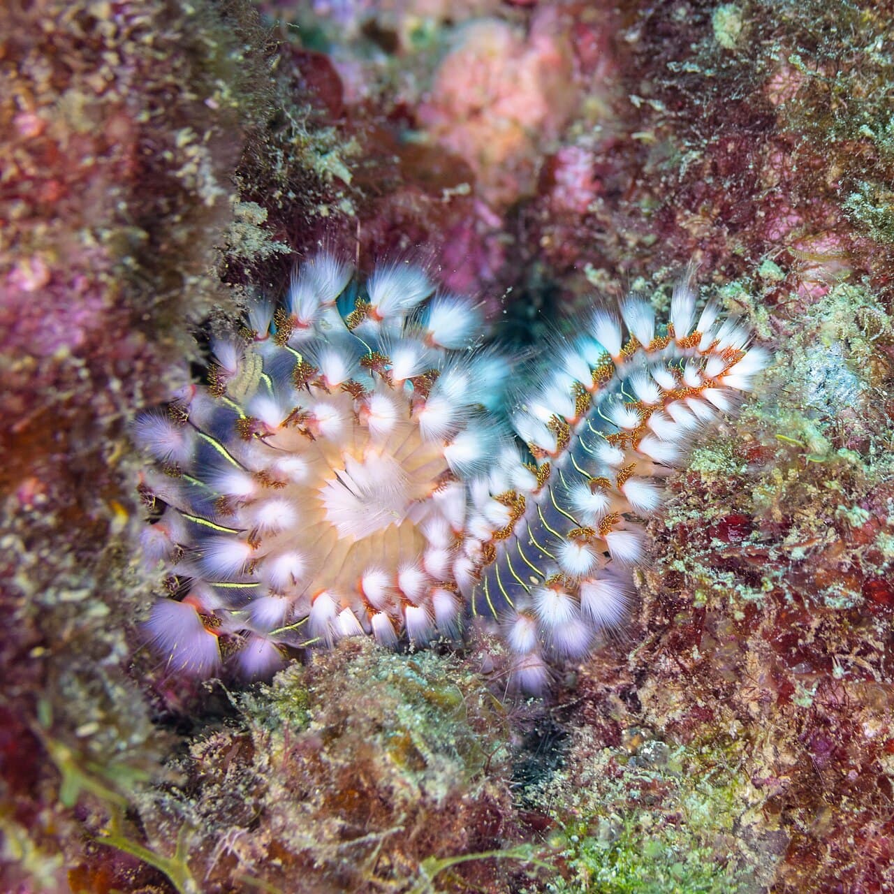 Bearded Fireworm