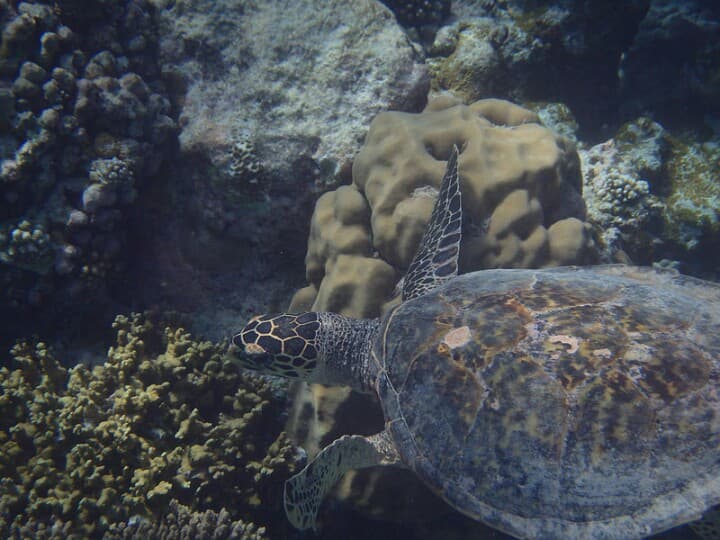 Green Sea Turtle
