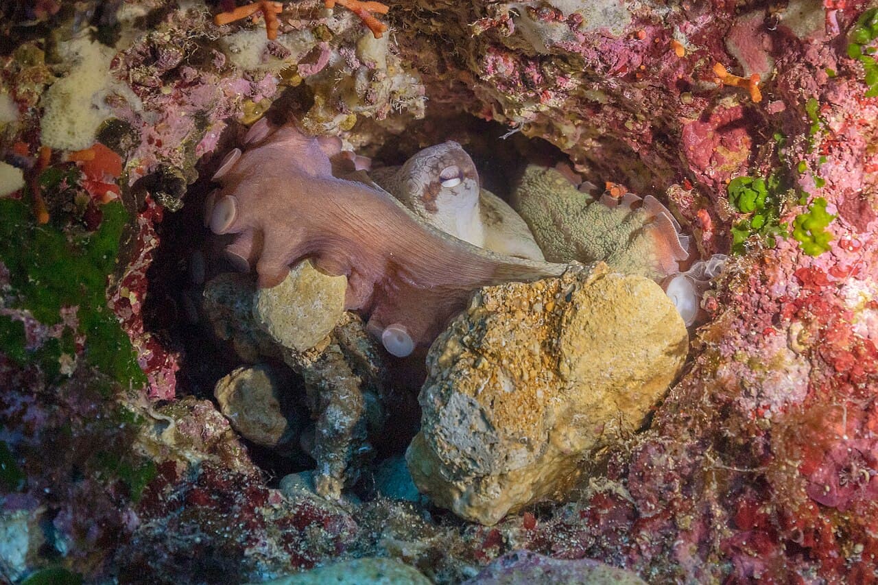 Common Octopus