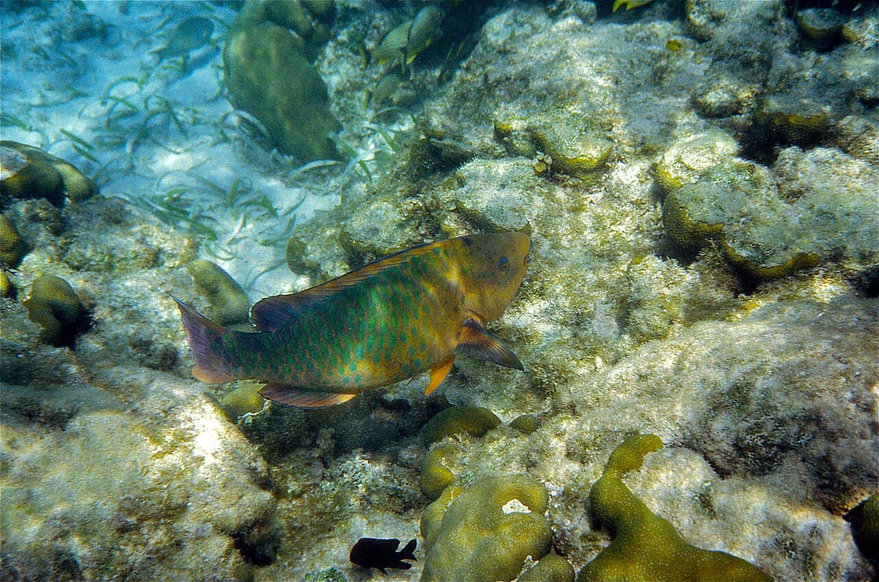 Parrotfish
