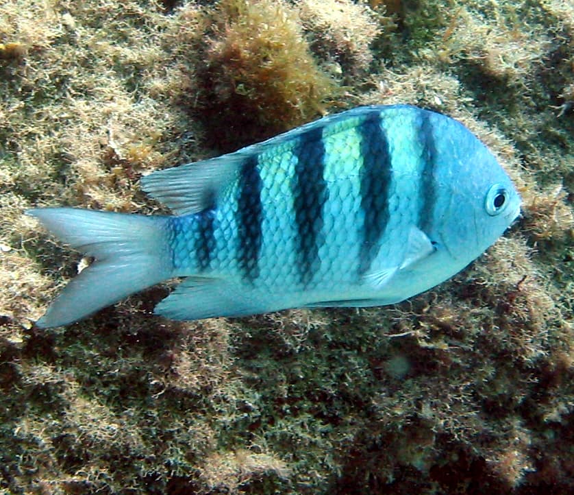 Sergeant Major
