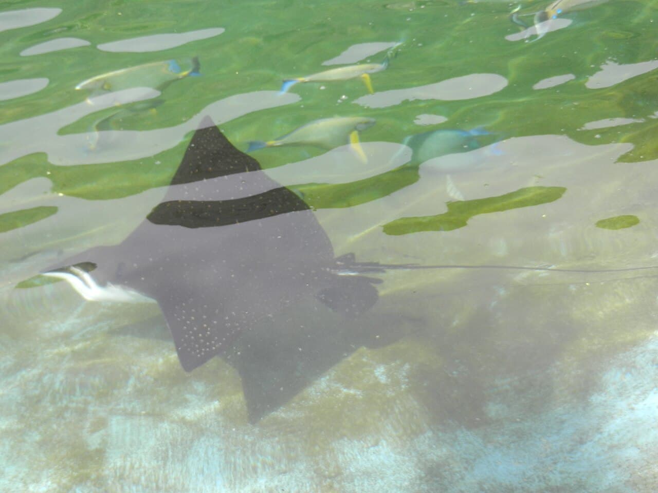 Spotted Eagle Ray