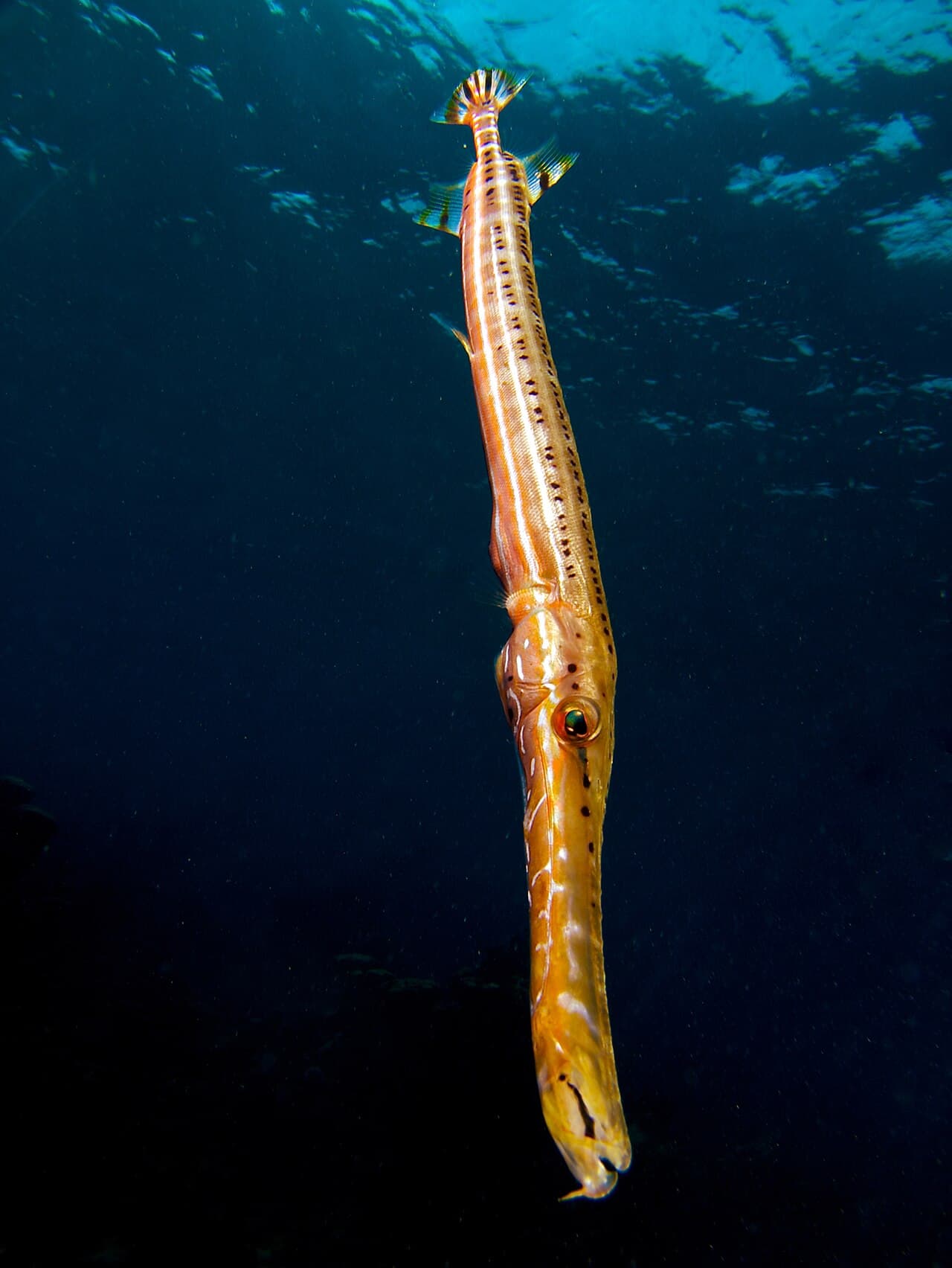 Trumpetfish