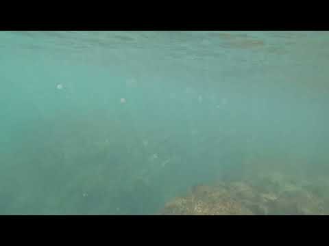 Cardume de tainhas nos parrachos de Búzios