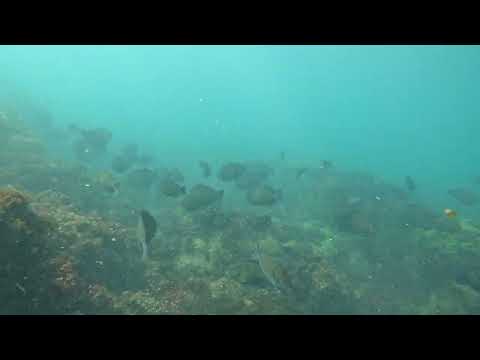 Mergulho nos parrachos — Praia de Pirambuzios